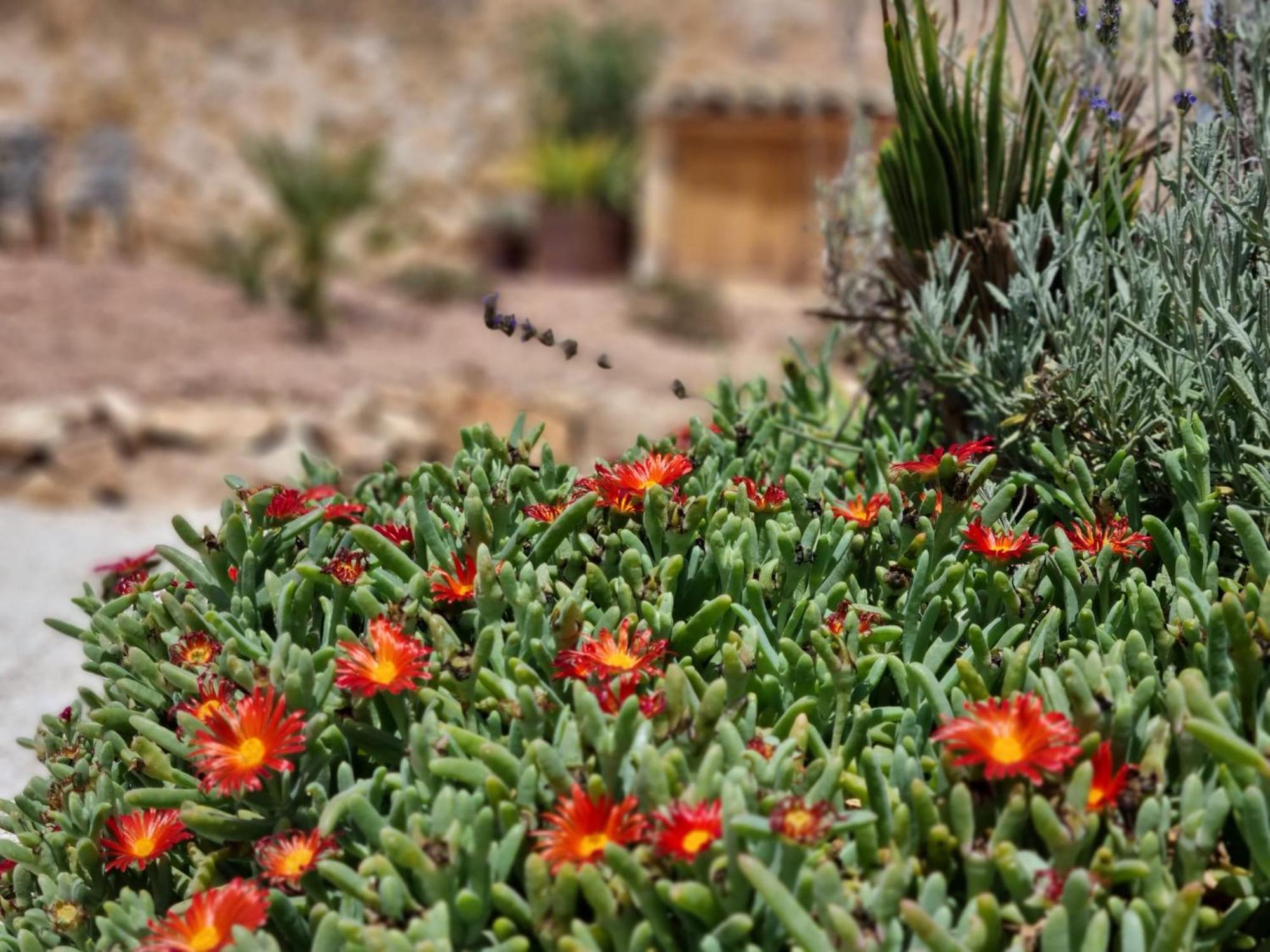 Bed and Breakfast Casa Rodriguillo Pinoso Экстерьер фото
